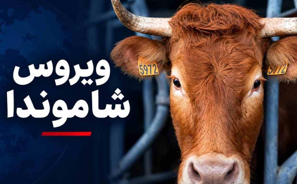 ویروس شاموندا